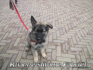 Knappe Fabriël bij de puppy training